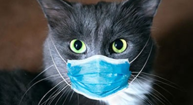 Güney Kore'de flaş olay... Sevimli hayvan koronavirüse yakalandı!