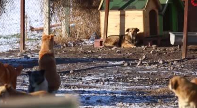 MHP'den anlamlı uygulama... 'Sokak hayvanları için kampanya'