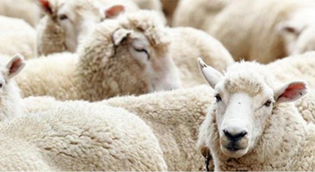 Kurban satış ve kesim yerlerinde Koronavirüs tedbirleri uygulanacak