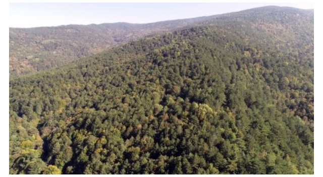 Niğde'de ormanlık alanlara girişlere yasak!