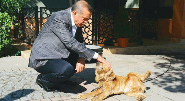 Yasa teklifi meclise sunuldu.. Hayvana işkence gündemde!