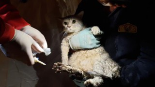 Depremden zarar gören hayvanlar için destek hattı kuruldu