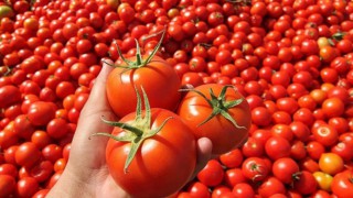 Domateste ihracat, yarım milyar dolara yaklaştı