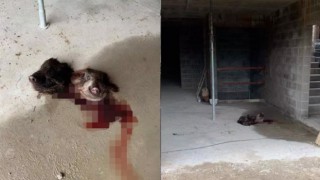 Fransa’da Ulu Cami'ye ırkçı saldırı