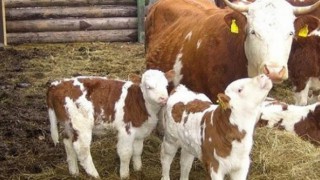 e-Devlet üzerinden buzağı destekleme başvuruları başladı