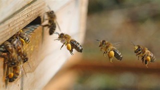 Bal arıları kovid-19'u tespit edebilir mi?