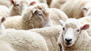 Kurban satış ve kesim yerlerinde Koronavirüs tedbirleri uygulanacak