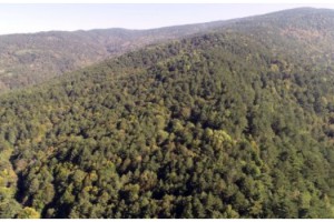 Niğde'de ormanlık alanlara girişlere yasak!