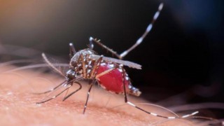 Sivrisinek kâbusu devam ediyor! Başka yerlerde de görülmeye başladı..