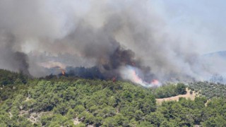 209 orman yangını kontrol altına alındı
