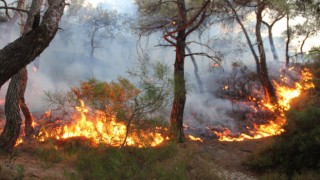 225 orman yangınının 220'si kontrol altına alındı