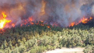 Son dakika.. Çanakkale'de orman yangını