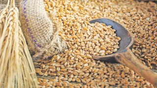 Taliban işçilerin maaşlarını buğday'la ödeyecek!