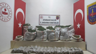 Diyarbakır'da 1 milyon 439 bin kök kenevir ele geçirildi