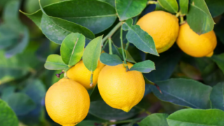 Tüm çare aslında limonda!